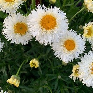 Meet your Posher, Francine